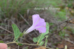 Ipomoea barlerioides